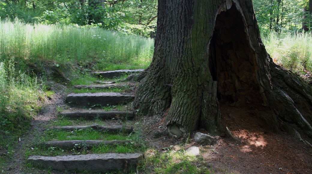 Park Mużakowski, fragment