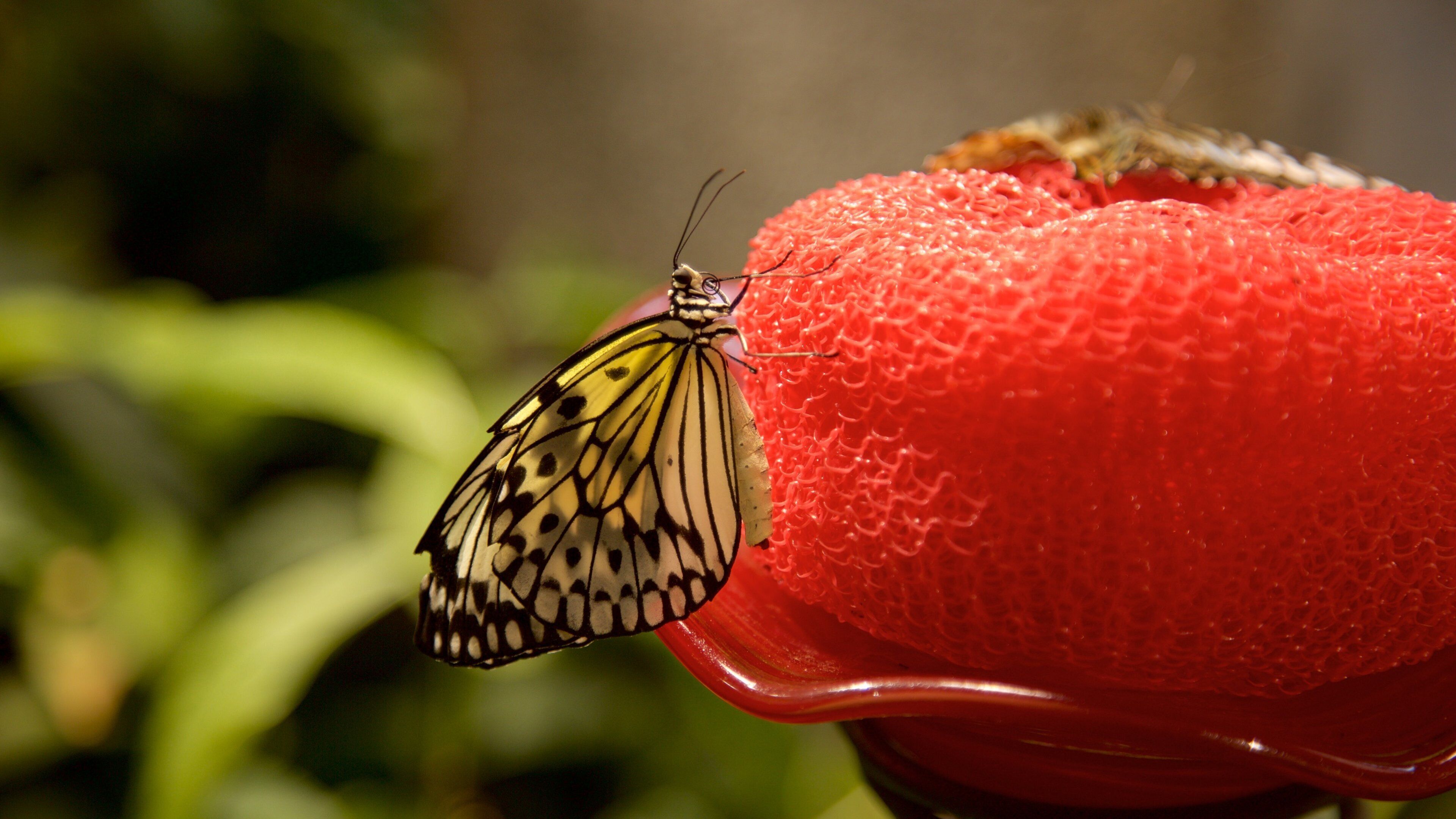 Audubon Insectarium showing animals