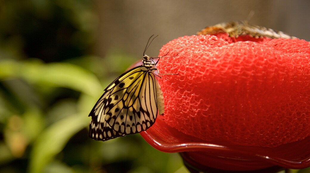 Audubon Insectarium showing animals