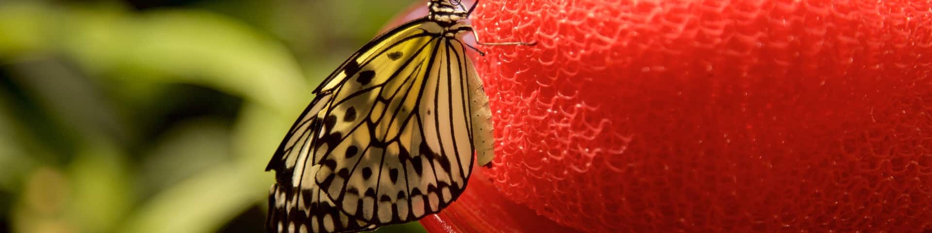 Audubon Insectarium showing animals