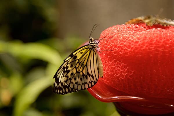 Audubon Insectarium showing animals