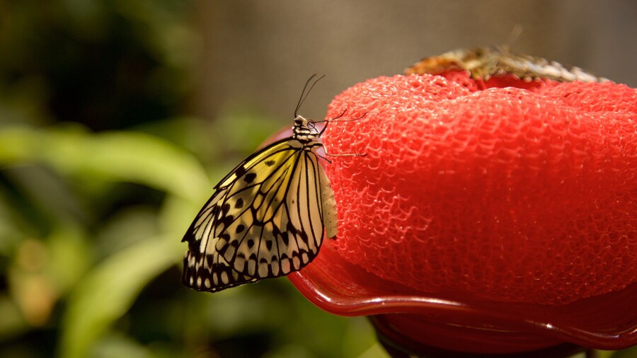 Audubon Insectarium showing animals