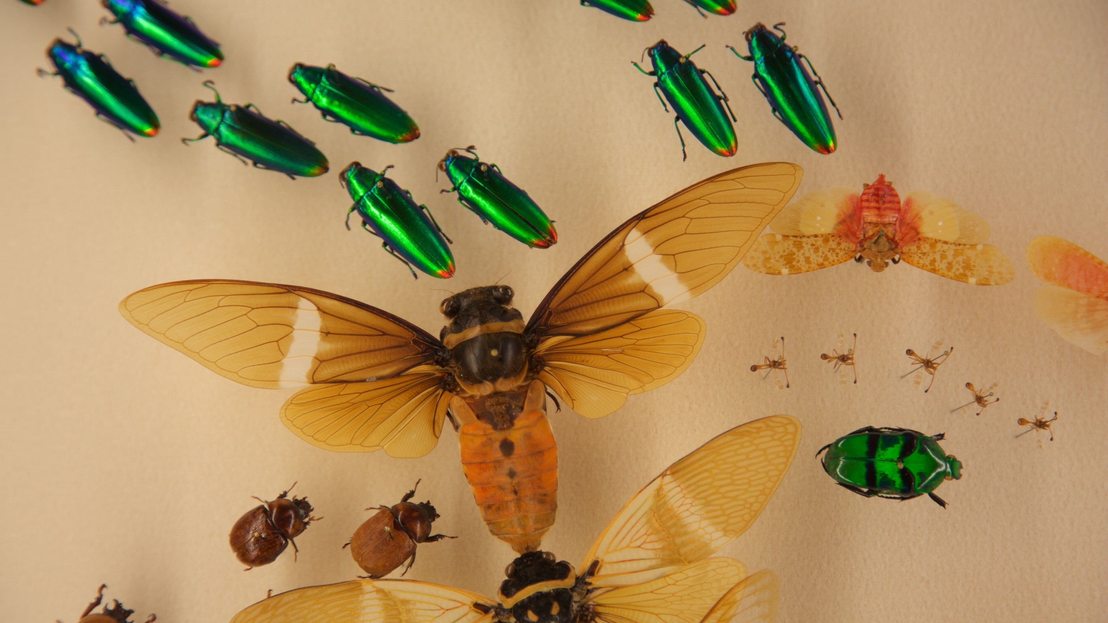 A collection of insects, including a large fly with transparent wings, various beetles, and a few dragonflies.