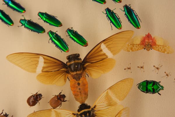 A collection of insects, including a large fly with transparent wings, various beetles, and a few dragonflies.