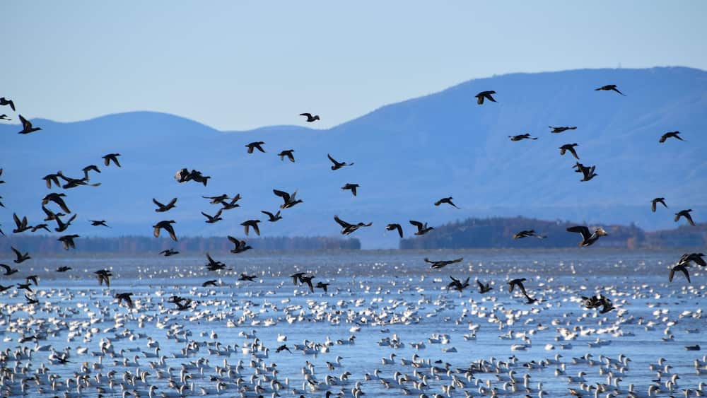 Birds on the river in autumn, Montmagny, Québec, Canada