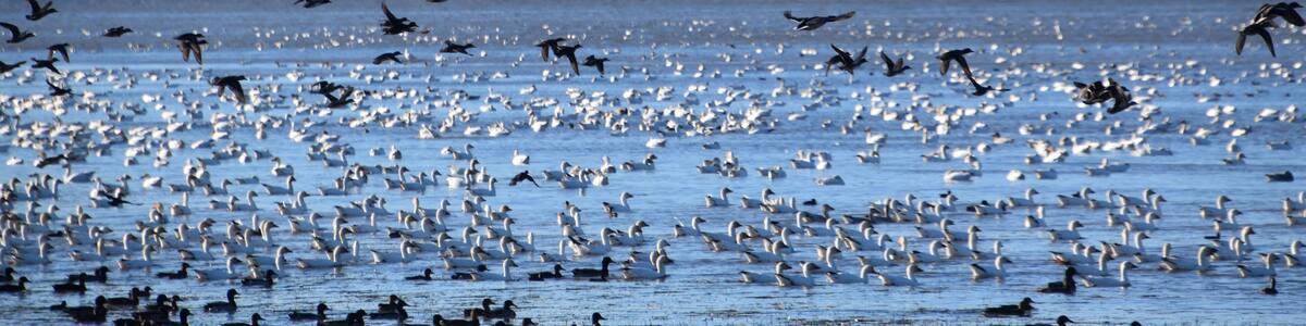 Birds on the river in autumn, Montmagny, Québec, Canada