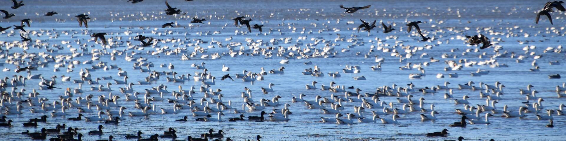 Birds on the river in autumn, Montmagny, Québec, Canada