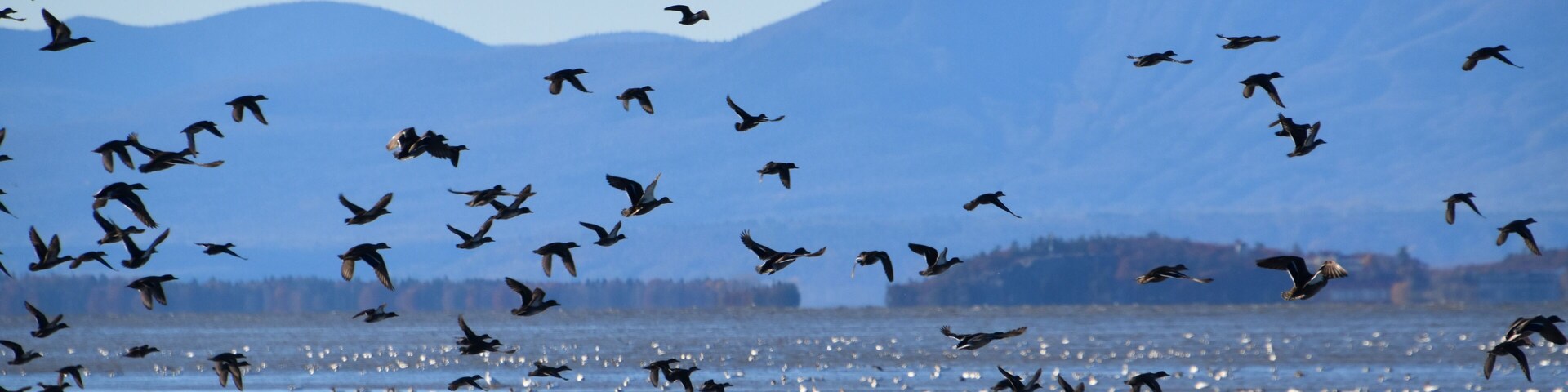 Birds on the river in autumn, Montmagny, Québec, Canada