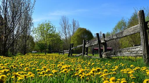 A field of dandelion flowers in spring, Montmagny, Québec, Canada