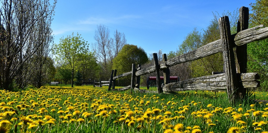 A field of dandelion flowers in spring, Montmagny, Québec, Canada