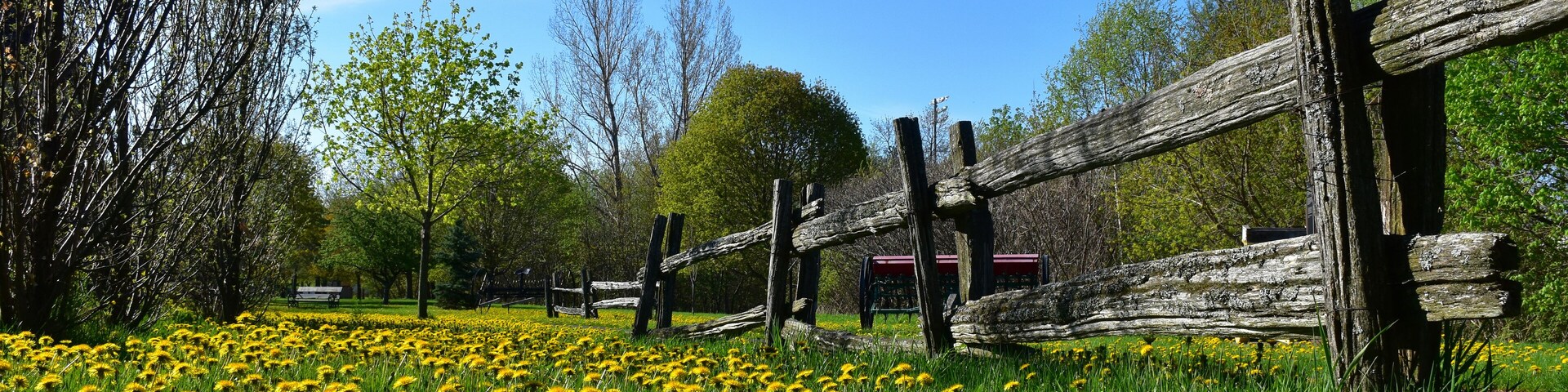 A field of dandelion flowers in spring, Montmagny, Québec, Canada