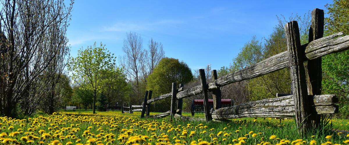 A field of yellow dandelions, a wooden fence, and trees under a clear blue sky.