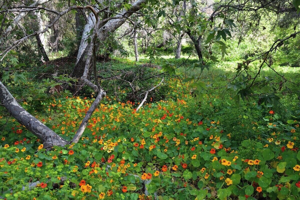 Wild Poppies growing among the trees. the pictures do not do it justice.