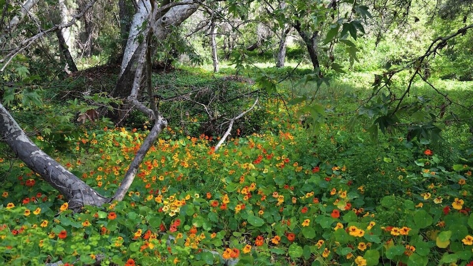 Wild Poppies growing among the trees. the pictures do not do it justice.