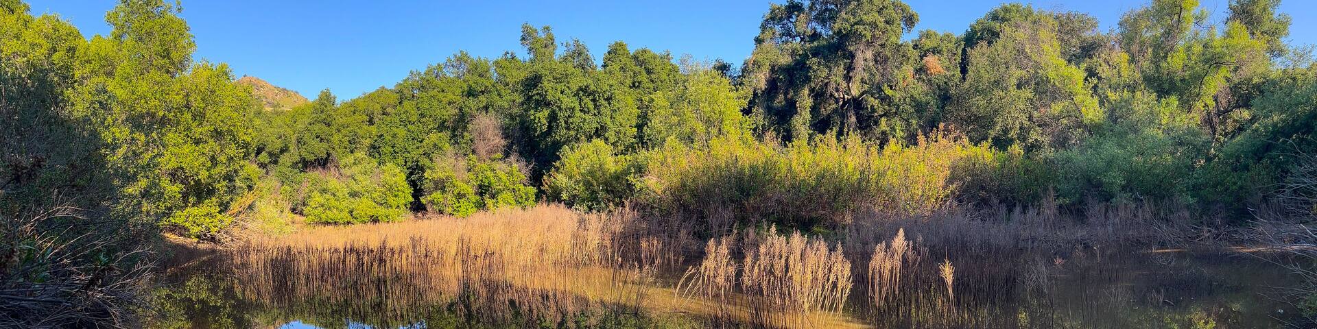 A calm lake surrounded by dense greenery and trees.