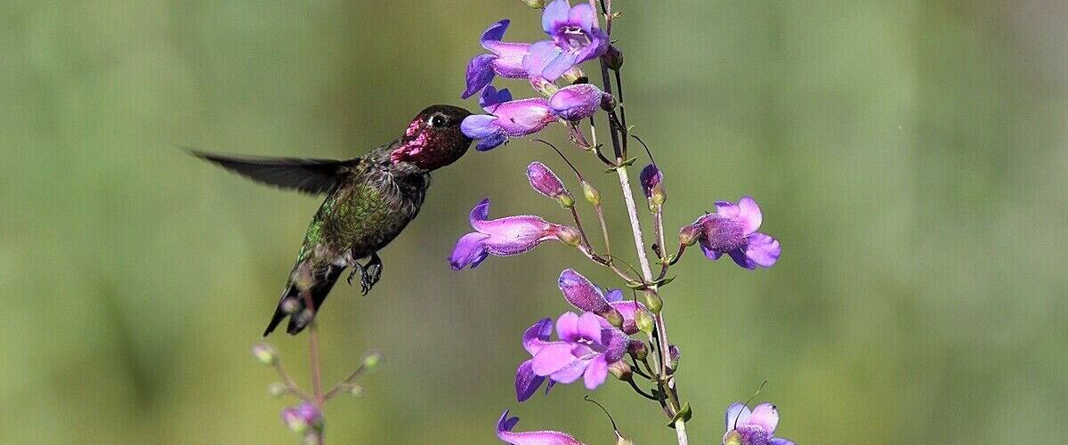 One of 3 different hummingbird species I photographed at the top of Topanga Canyon. They were all feeding on the wild lupines growing on the top of a bluff. When I first made it to the top I thought they were large bees buzzing all over but I quickly realized they were hummingbirds.