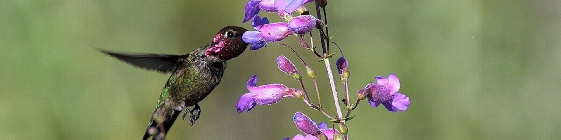 One of 3 different hummingbird species I photographed at the top of Topanga Canyon. They were all feeding on the wild lupines growing on the top of a bluff. When I first made it to the top I thought they were large bees buzzing all over but I quickly realized they were hummingbirds.