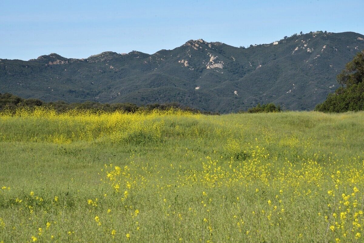 A beautiful field of yellow wildflowers. I want to go back to this location when the poppies are starting to bloom in March. If you catch it at the right time Topanga Canyon is magnificent. These meadows occur at high elevations and hold great amounts of birds and wildlife. One of the staff members warned us that cougars had been spotted right around the trail head washrooms the 2 days prior to our arrival.