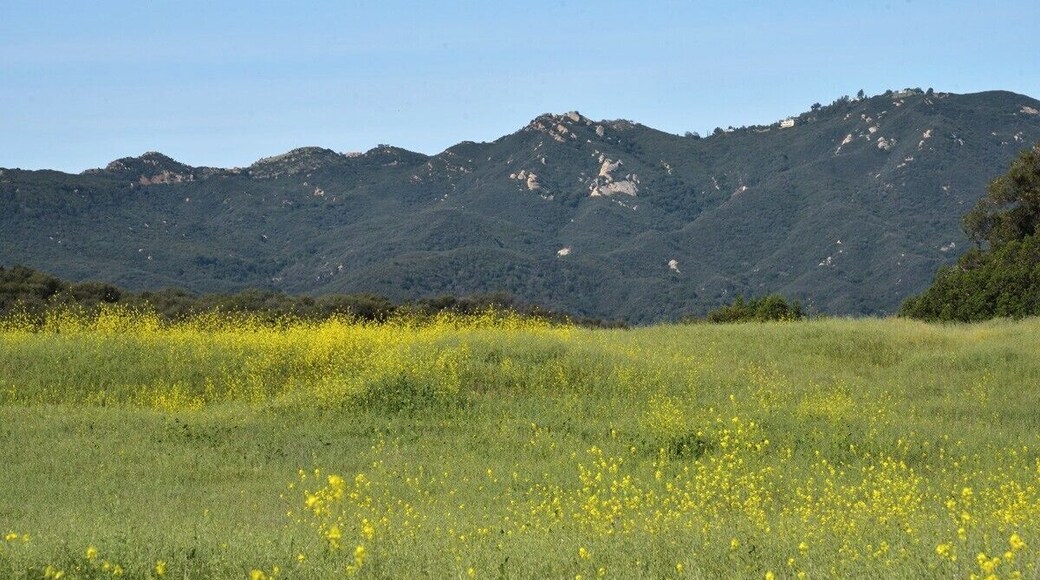 A beautiful field of yellow wildflowers. I want to go back to this location when the poppies are starting to bloom in March. If you catch it at the right time Topanga Canyon is magnificent. These meadows occur at high elevations and hold great amounts of birds and wildlife. One of the staff members warned us that cougars had been spotted right around the trail head washrooms the 2 days prior to our arrival.