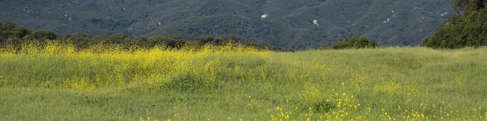 A beautiful field of yellow wildflowers. I want to go back to this location when the poppies are starting to bloom in March. If you catch it at the right time Topanga Canyon is magnificent. These meadows occur at high elevations and hold great amounts of birds and wildlife. One of the staff members warned us that cougars had been spotted right around the trail head washrooms the 2 days prior to our arrival.