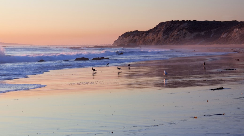 ニューポート コースト