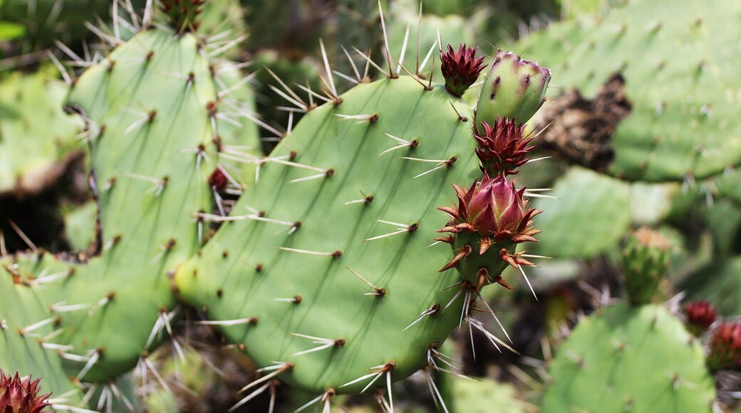If you look carefully you will find #green cactus along the trails of Crystal Cove.