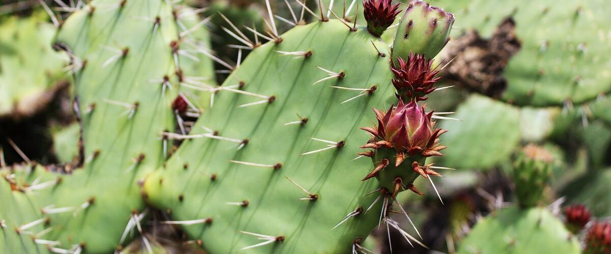 If you look carefully you will find #green cactus along the trails of Crystal Cove.