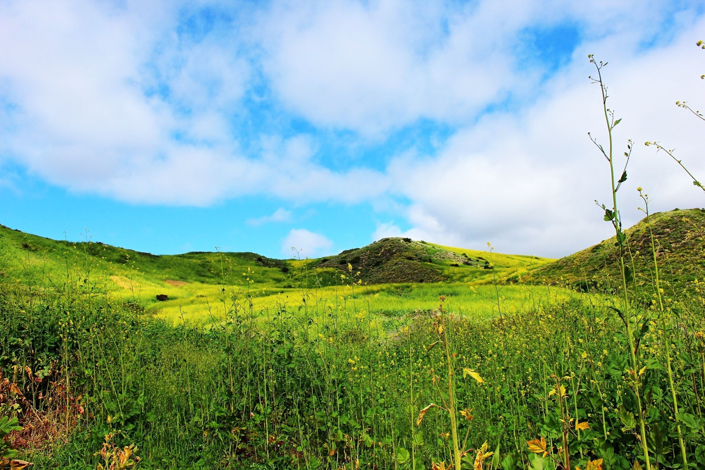 Nature is simply beautiful. #green