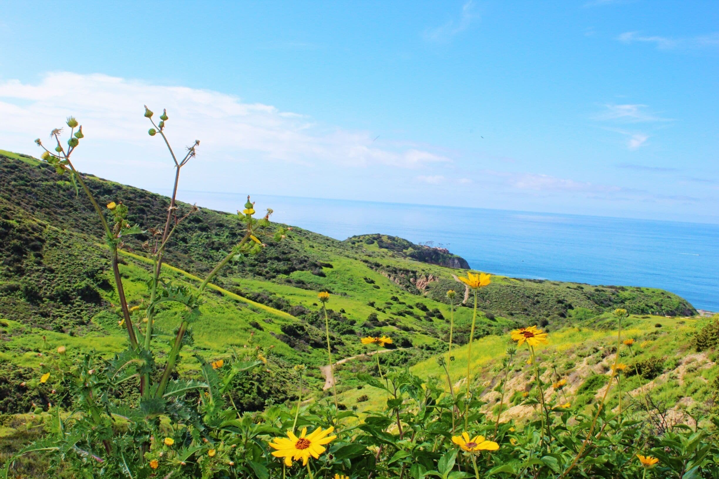 Hiking trail that lead to the beautiful Southern California beaches #green