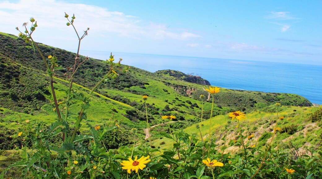 Hiking trail that lead to the beautiful Southern California beaches #green
