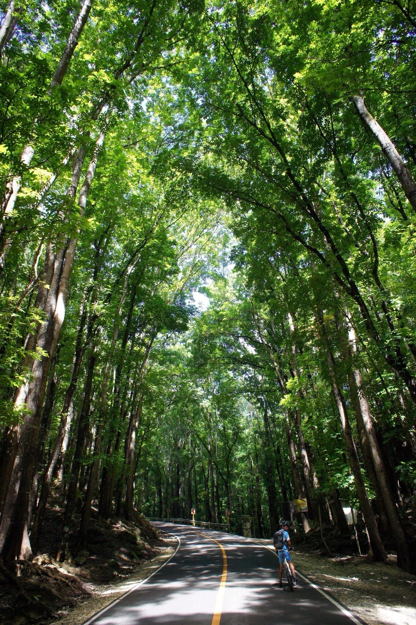 A range of towering trees along the road to the famous Chocolate Hills of Bohol.