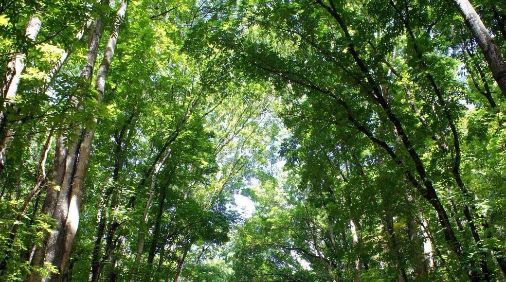 A range of towering trees along the road to the famous Chocolate Hills of Bohol.