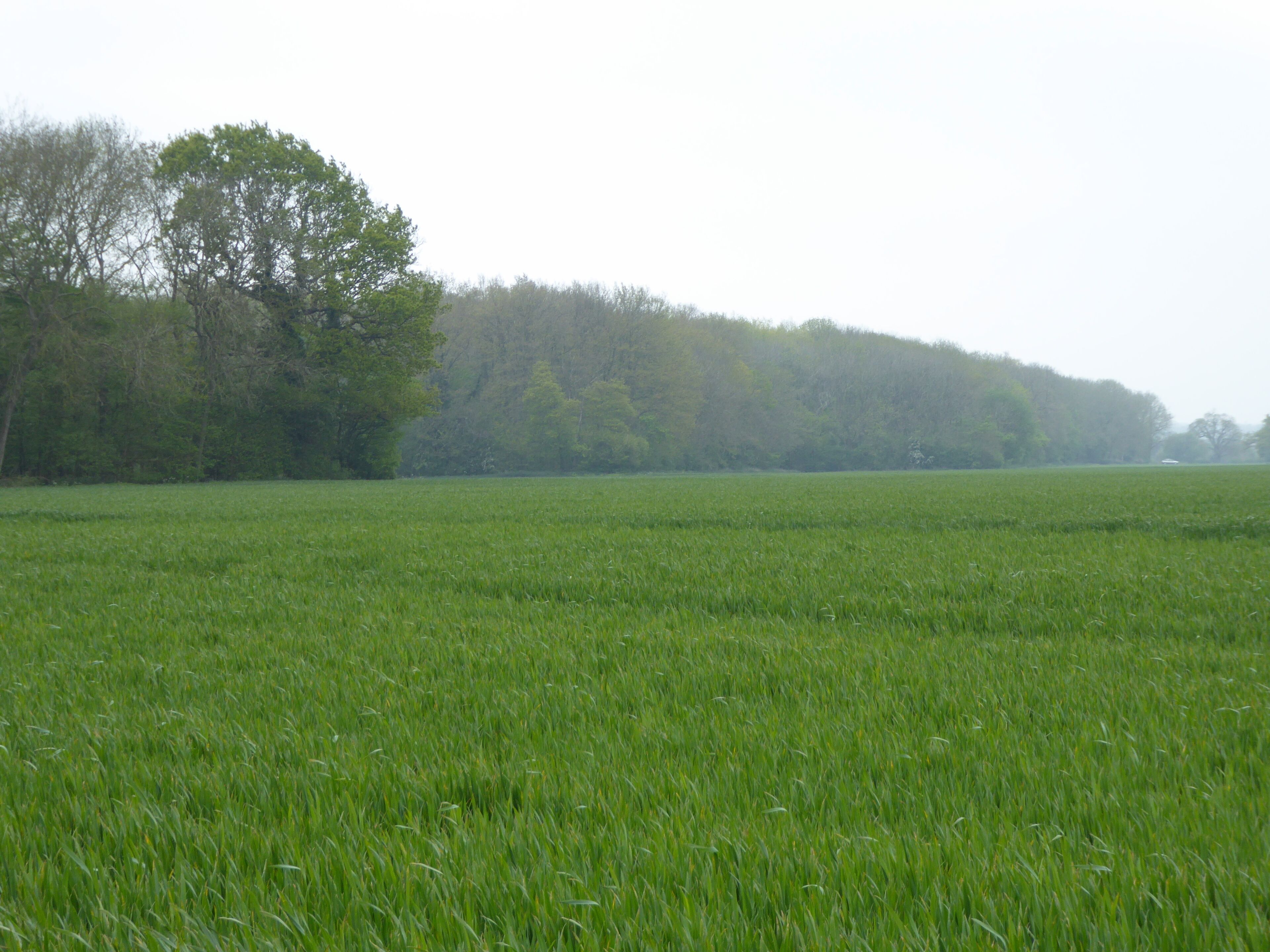 Packway Wood is part of Abbey Wood, Flixton, biological Site of Special Scientific Interest south-west of Bungay in Suffolk.