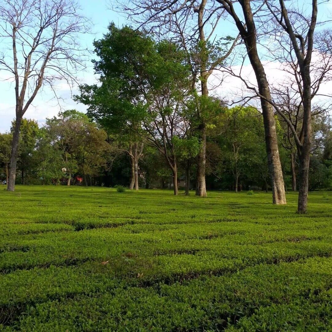 Palampur Tea Gardens