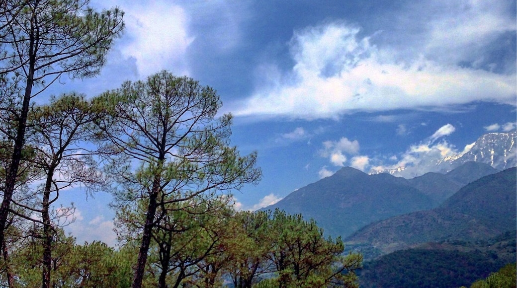 On way to dharamshala, crossing the tea gardens of Palampur Himachal Pradesh India.
