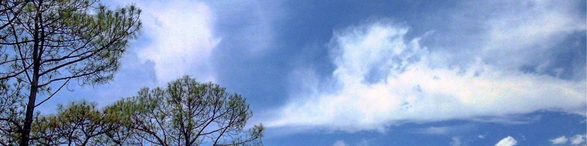 On way to dharamshala, crossing the tea gardens of Palampur Himachal Pradesh India.