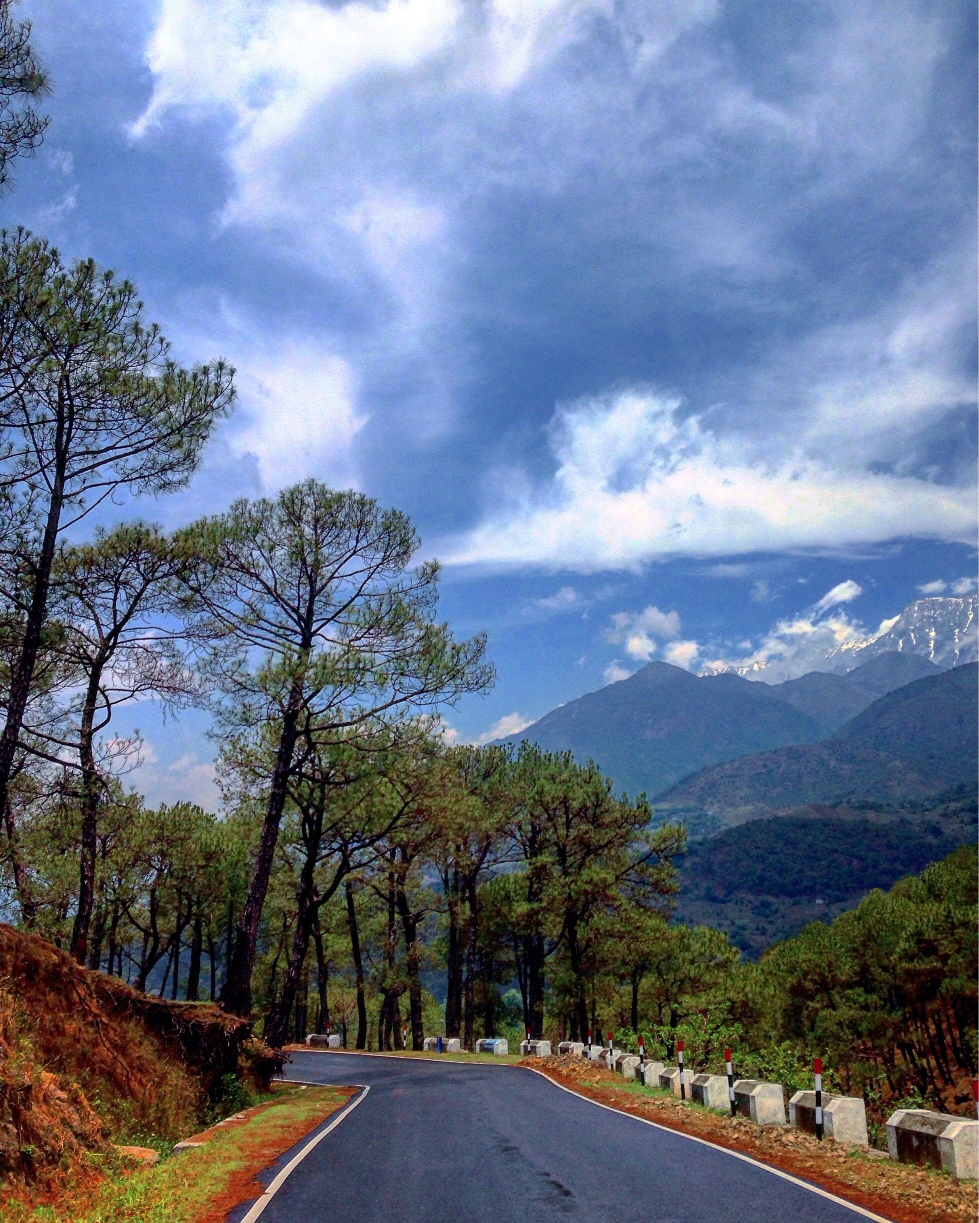 A winding road through a forest with pine trees and a mountain range in the background.