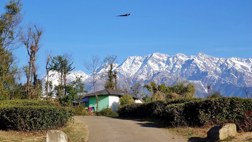 A rural road with a green house, bushes, and snow-capped mountains in the background.