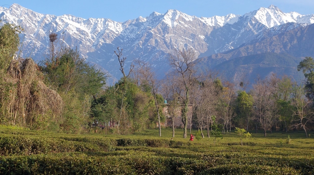 Follow the tea estates opposite the Lodge at Wah and keep walking. The wilderness and villages gives way to endless tea estates, with the snow clad Dhauladhar range in the backdrop!
#himalayas #india #offbeat #theshootingstar