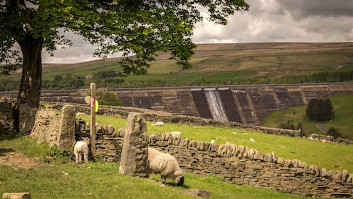 baitings dam with sheep