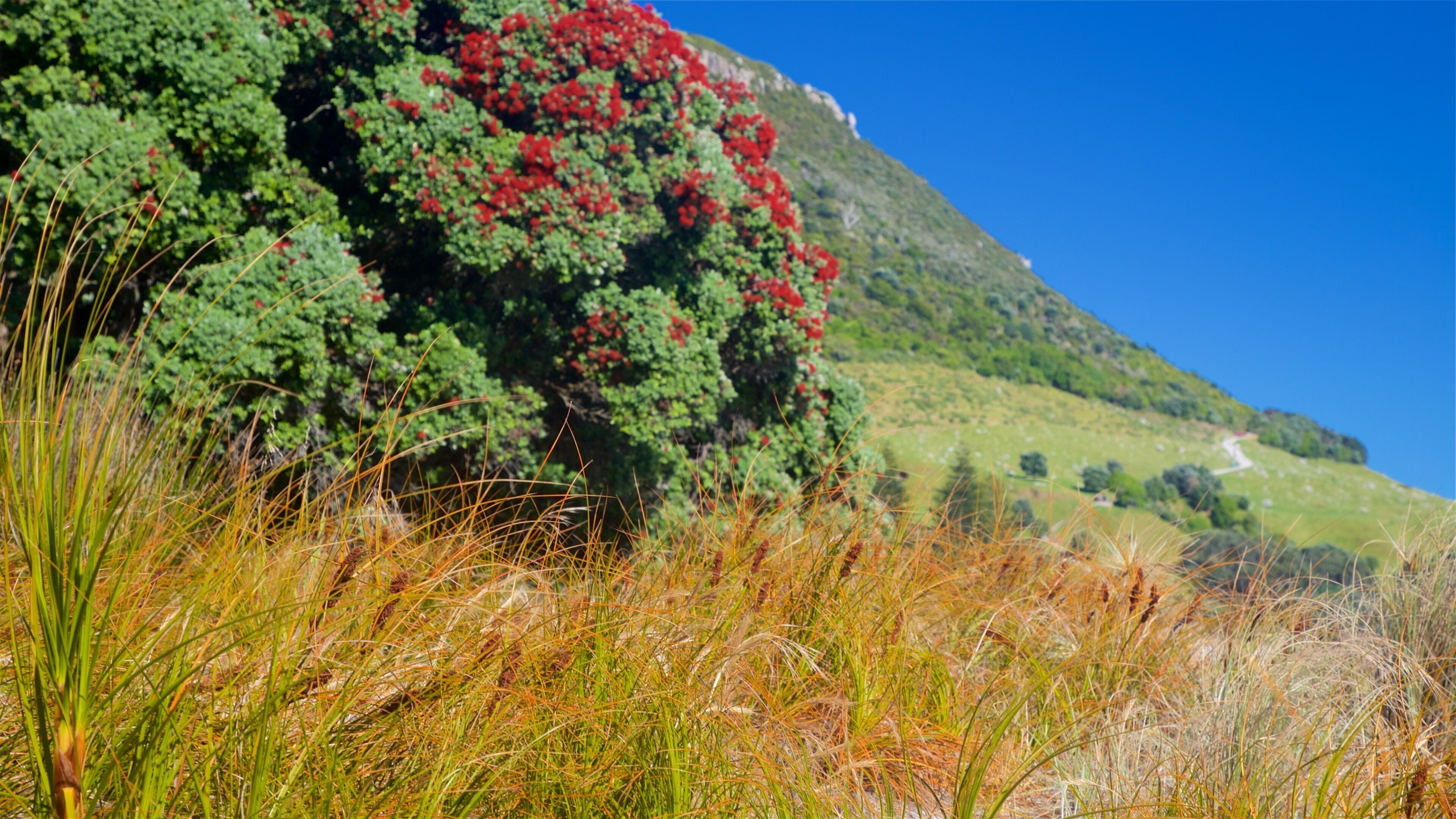 Mount Maunganui showing tranquil scenes and wild flowers