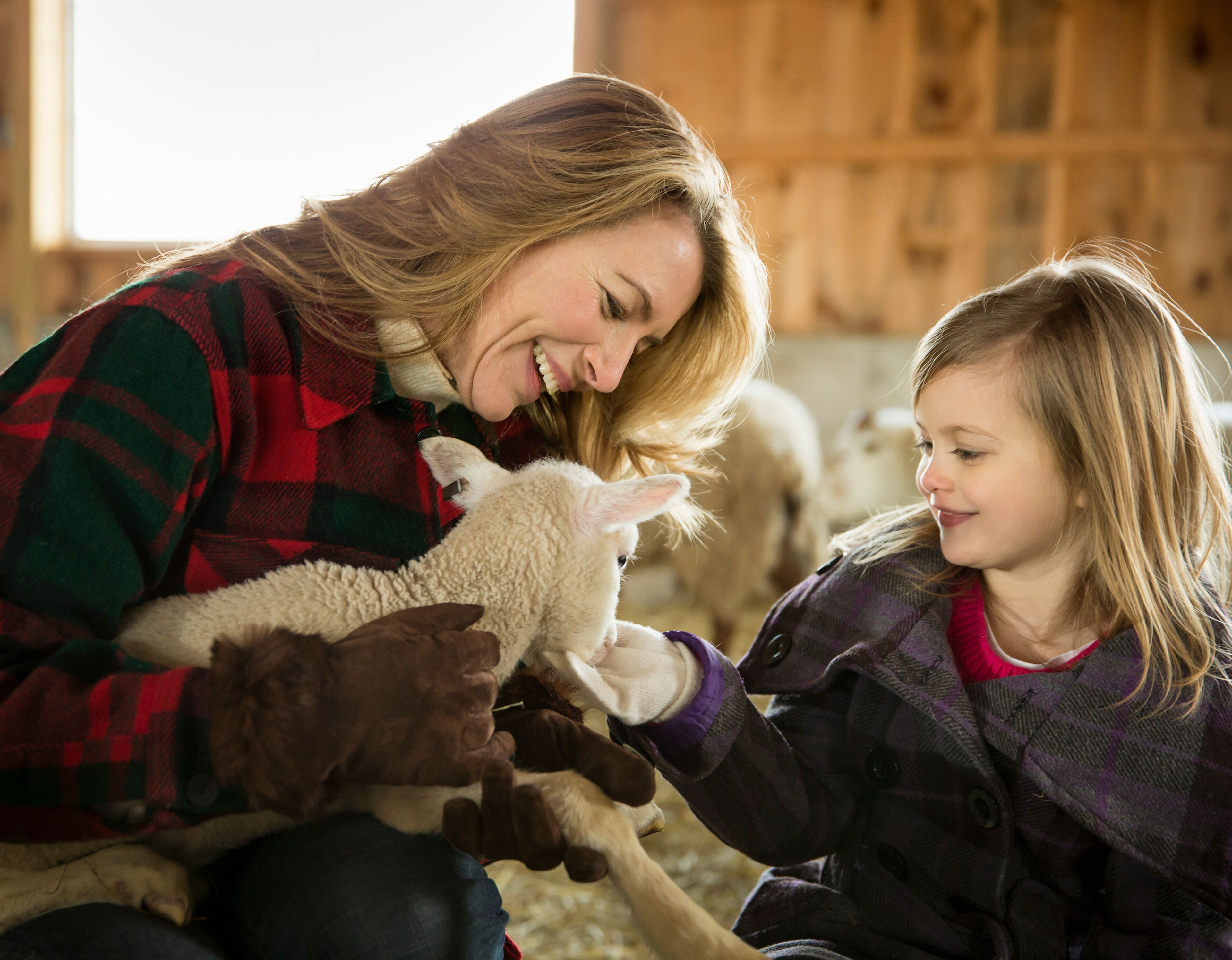 An Organic Farm in Winter in Cold Spring, New York State. Livestock overwintering. A woman and a child stroking a small lamb.