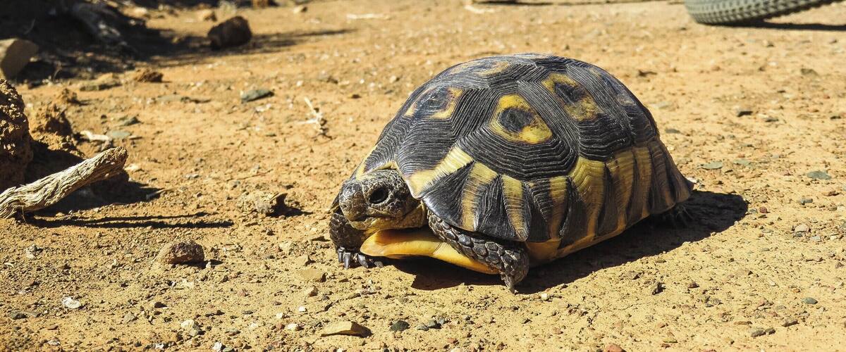 Tortoise spotted on bike ride