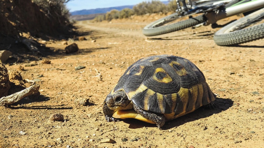 Tortoise spotted on bike ride