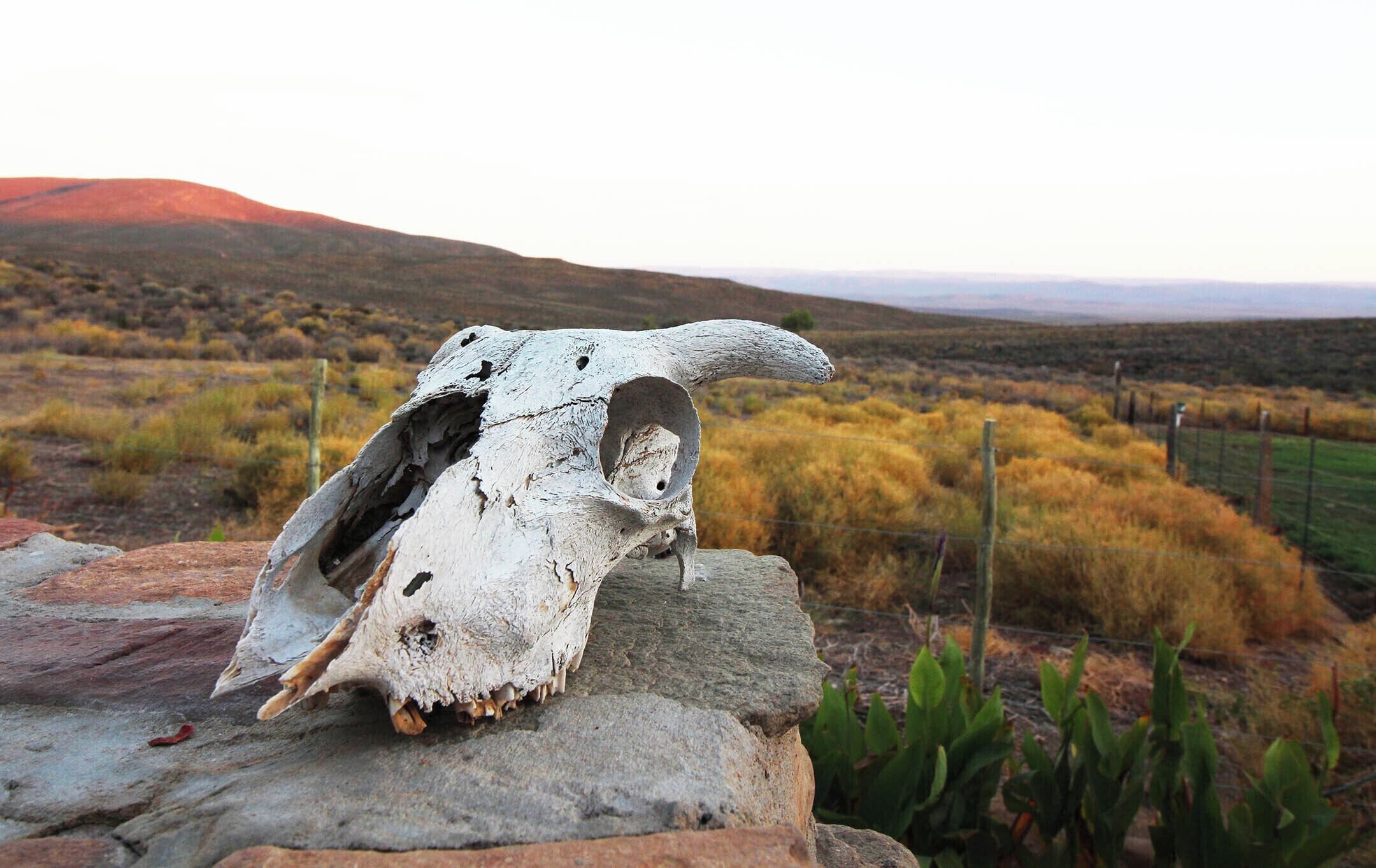 View of skull on swimming pool edge