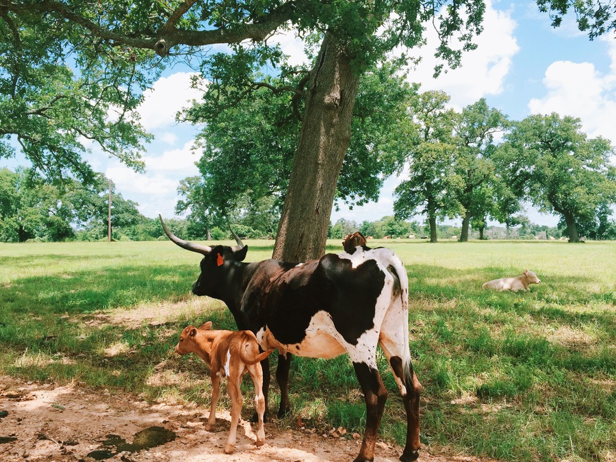 Mobile capture of a Texas longhorn steer / cow