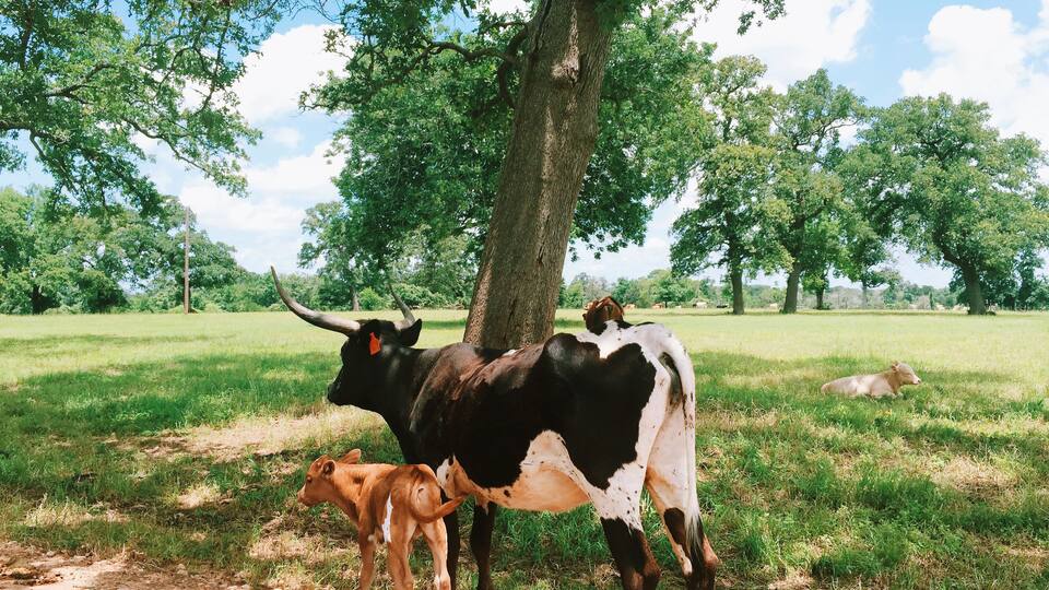 Mobile capture of a Texas longhorn steer / cow