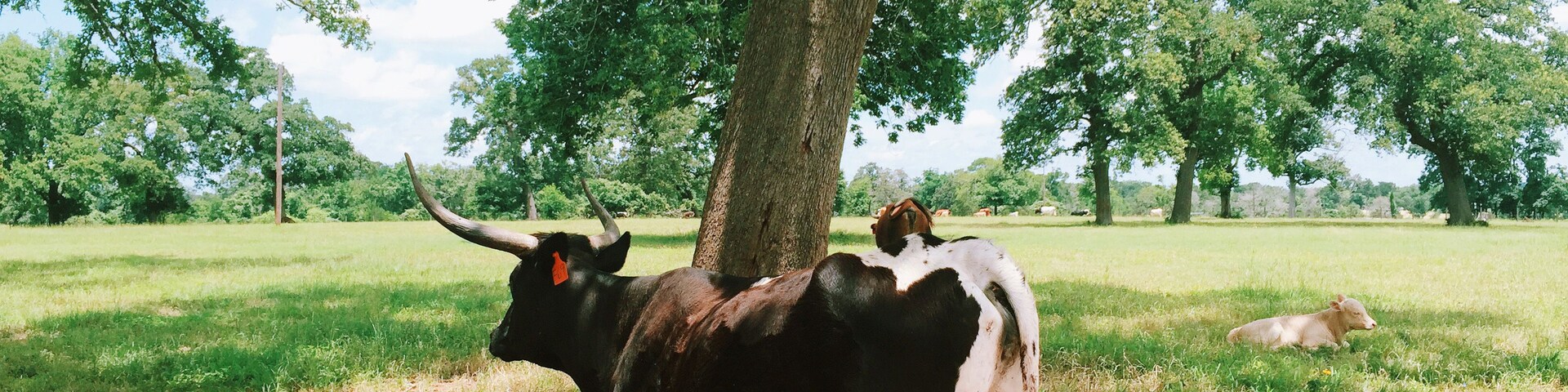 Mobile capture of a Texas longhorn steer / cow