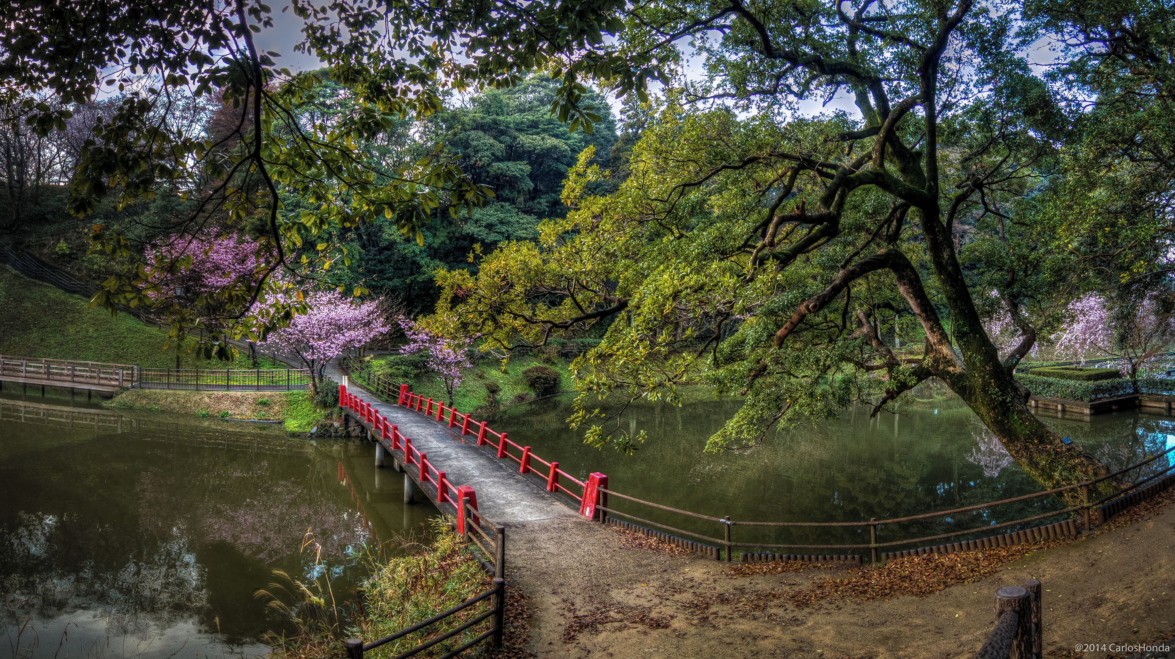A wooden bridge over a pond, surrounded by trees with pink blossoms, and a red railing.