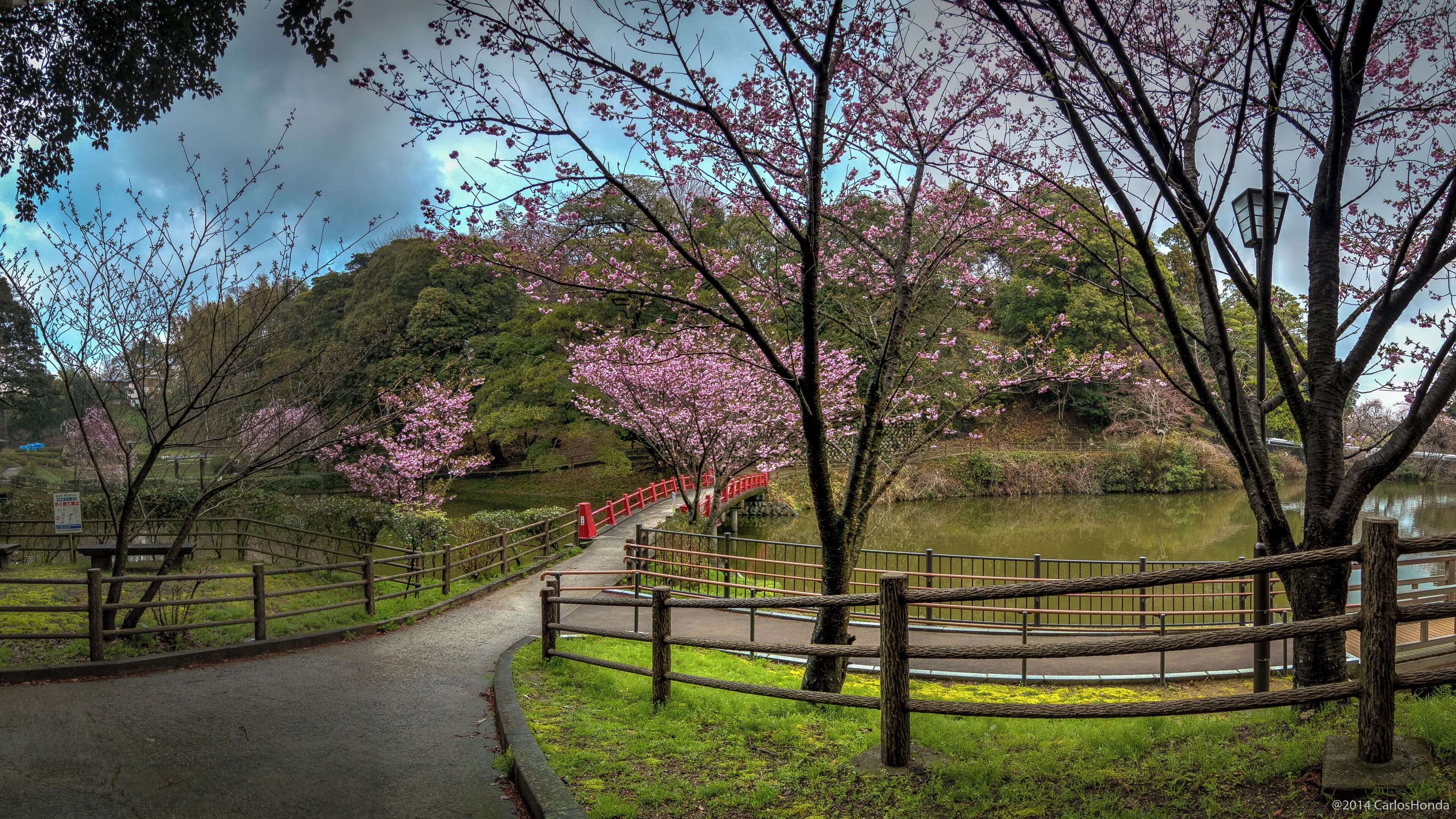 A pathway leading to a red bridge over a lake, surrounded by cherry blossom trees.